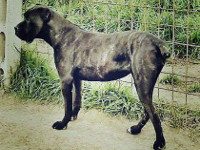 cane corso rustico 